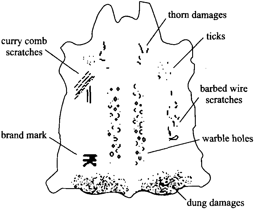 5 Defects of Raw Hides and Skins